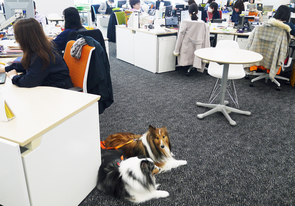 犬 と 一緒 に 働ける 職場 大阪