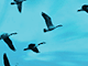 news111.gif