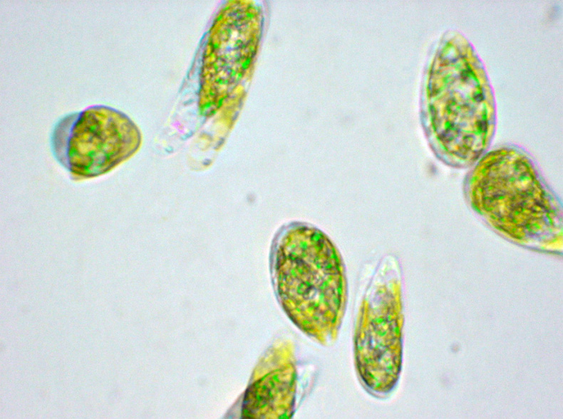 ミドリムシは、植物のように光合成を行い栄養分を体内に溜め、動物のように細胞を変形させて動く（出典：ユーグレナ）