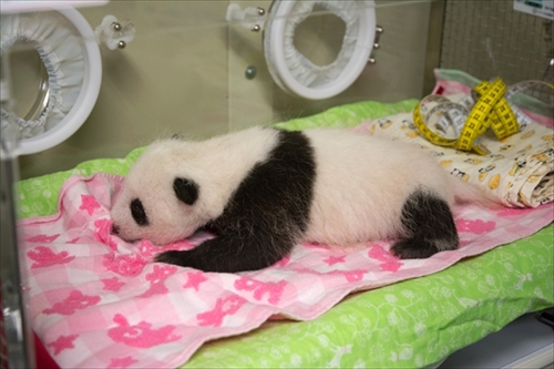 ついに日本の上野動物園でパンダ誕生 気になるかわいい赤ちゃんの名前は Economic Laboratory