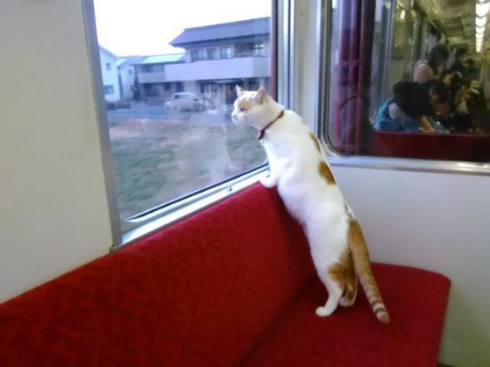 ねこカフェ列車 養老鉄道 こねこカフェSanctuary