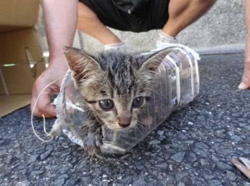 排水溝 子猫 救出 ペットボトル