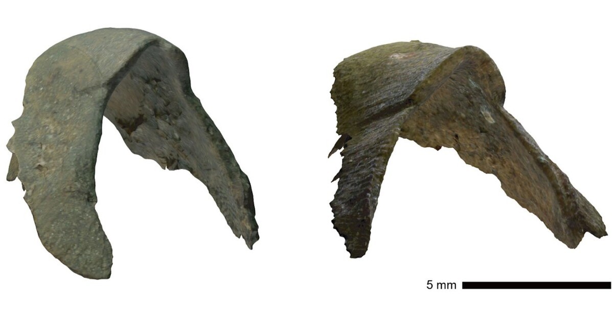 世界初、AIで新種の化石を発見　北大などのチームが発表　約7000万年前の地層から産出