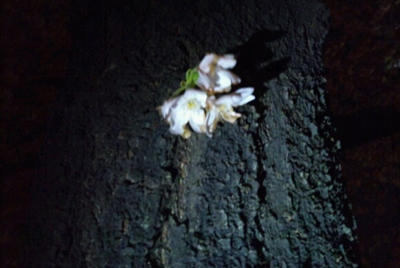 写真は「目黒川沿いの夜桜」。しかしcreepyが示す位置や時間とは整合が取れていない
