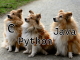 「Python」がわずかな差で2位に、プログラミング言語の人気ランキング「TIOBEインデックス」
