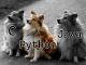 「Python」が初の首位に、プログラミング言語の人気ランキング「TIOBEインデックス」