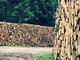 2030年建築の「森林破壊ゼロ」に向け、木材調達の方針をダイワハウスが策定