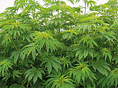 日本人が知らない医療大麻の 不都合な真実 世界を読み解くニュース サロン 2 5 ページ Itmedia ビジネスオンライン