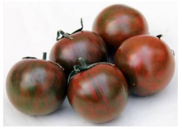 AMAZON」トマトここにあり ゼブラ柄の新品種、近大など開発 「偶然の 