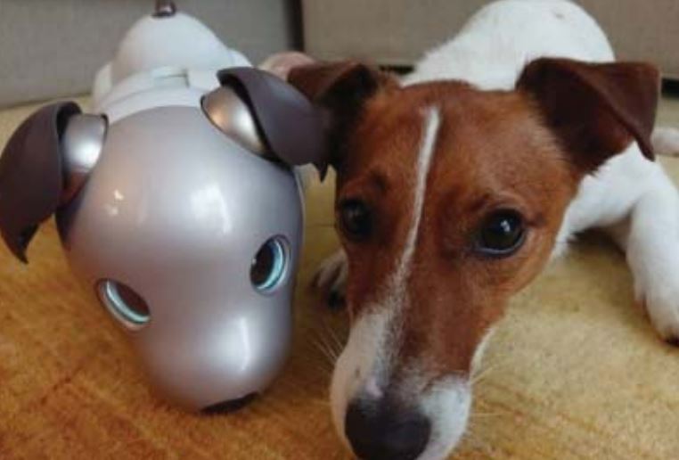 本物の犬は「aibo」と仲良くなるのか ソニーが共同生活させた結果は