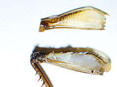 コオロギを食べ続けて どんなことが分かってきたのか 水曜インタビュー劇場 昆虫食劇場 4 7 ページ Itmedia ビジネスオンライン