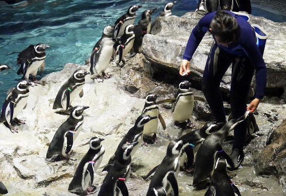 58羽のペンギンの名前を瞬時に呼ぶ 水族館飼育員ワザの秘密 すみだ水族館に潜入 2 6 ページ Itmedia ビジネスオンライン