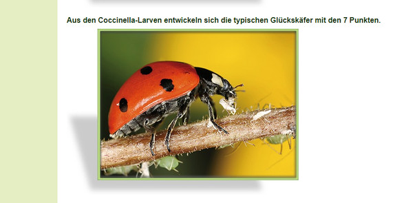 アブラムシにはてんとう虫 ドイツの 生物農薬 事情 生物農薬もネット通販で購入可能 3 4 ページ Itmedia ビジネスオンライン