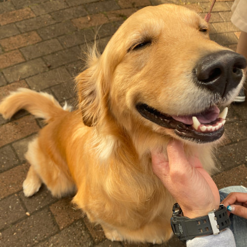 2020年、全国の宿自慢「看板犬ランキング」発表　犬の魅力が集客に影響