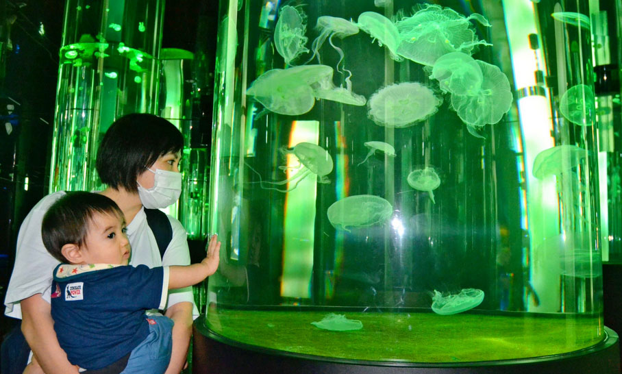 バーチャル水槽で海中に揺らめく木を表現 Dmmかりゆし水族館 開館1周年でリニューアル Itmedia ビジネスオンライン
