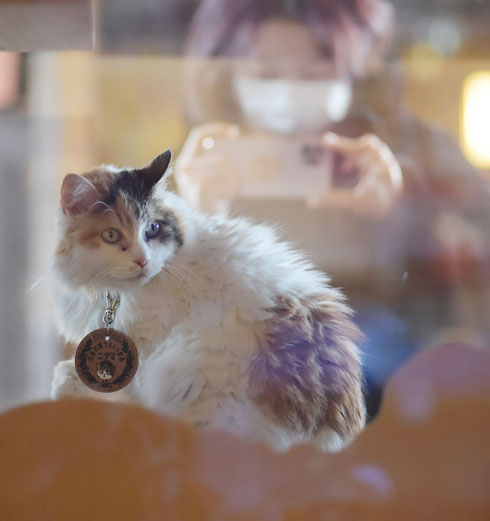 22年2月22日は スーパー猫の日 ネコノミクス効果は 100年に1度の記念すべき日 1 2 ページ Itmedia ビジネスオンライン 22年2月22日は スーパー猫の日 ネコノミクス効果は 100年に1度の記念すべき日 1 2 ページ Itmedia ビジネスオンライン