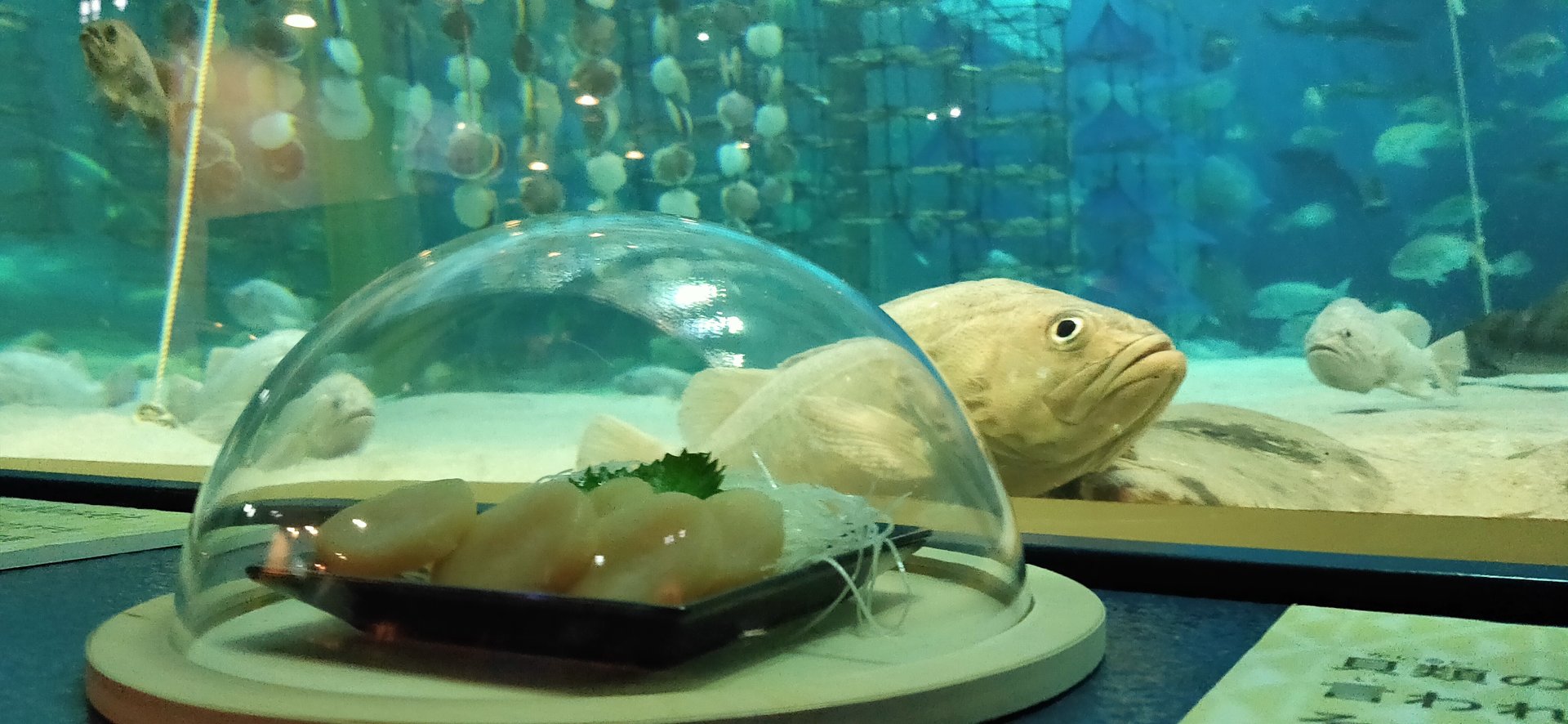水族館が鮮魚店に？ “ホタテの刺身”を水槽前に展示 狙いを聞いた：展示 