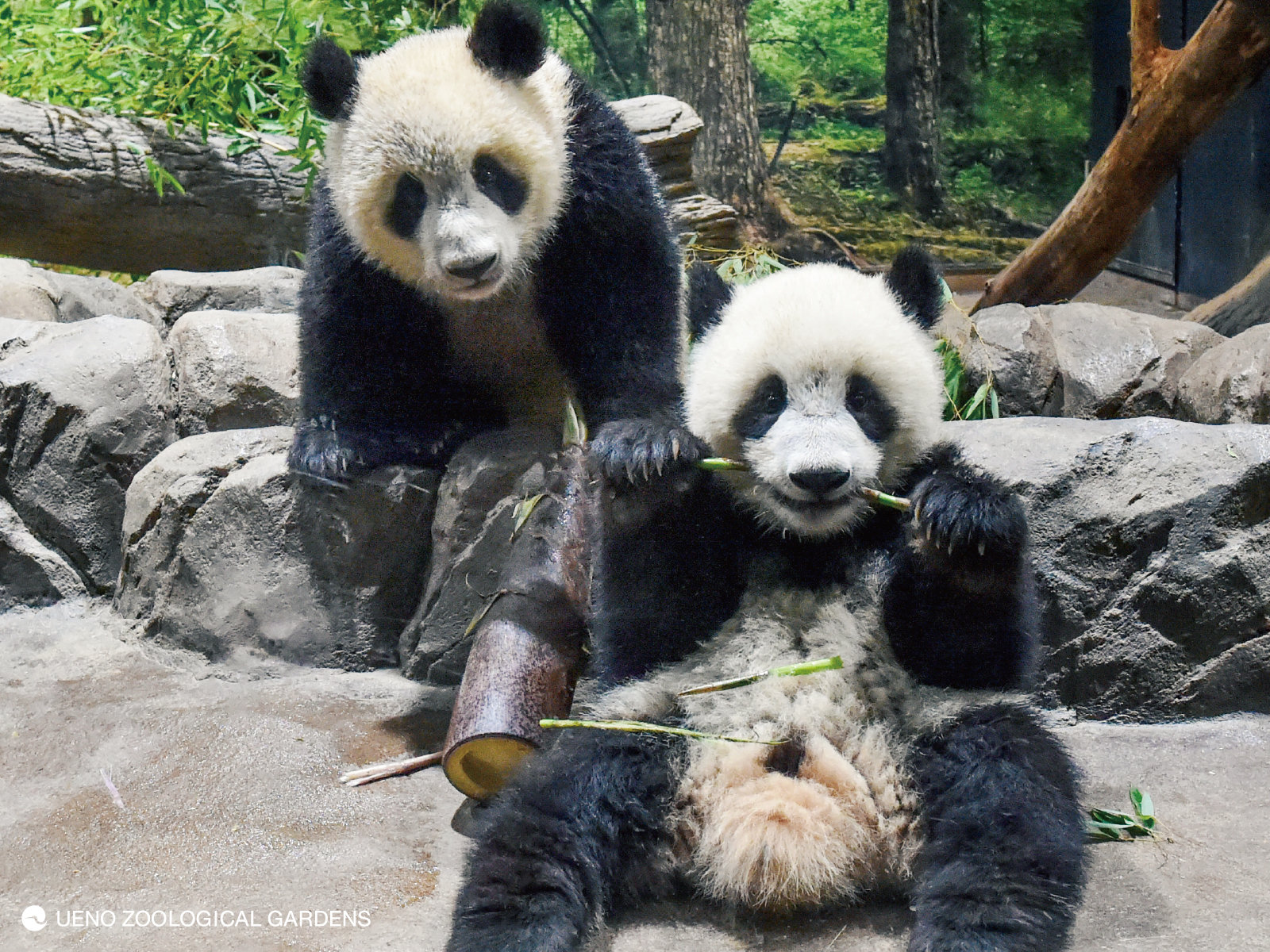上野動物園の双子パンダ 308億円の経済効果 ネコノミクス 超えなるか シャオシャオとレイレイ 1歳に 1 5 ページ Itmedia ビジネスオンライン