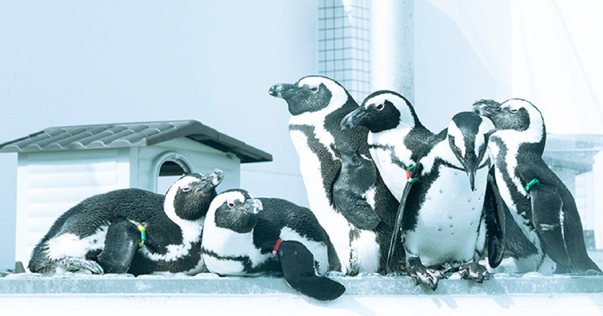 ペンギン Feeling Lonely? I Miss You and Can't Sleep - Happypuffing305 | TikTok