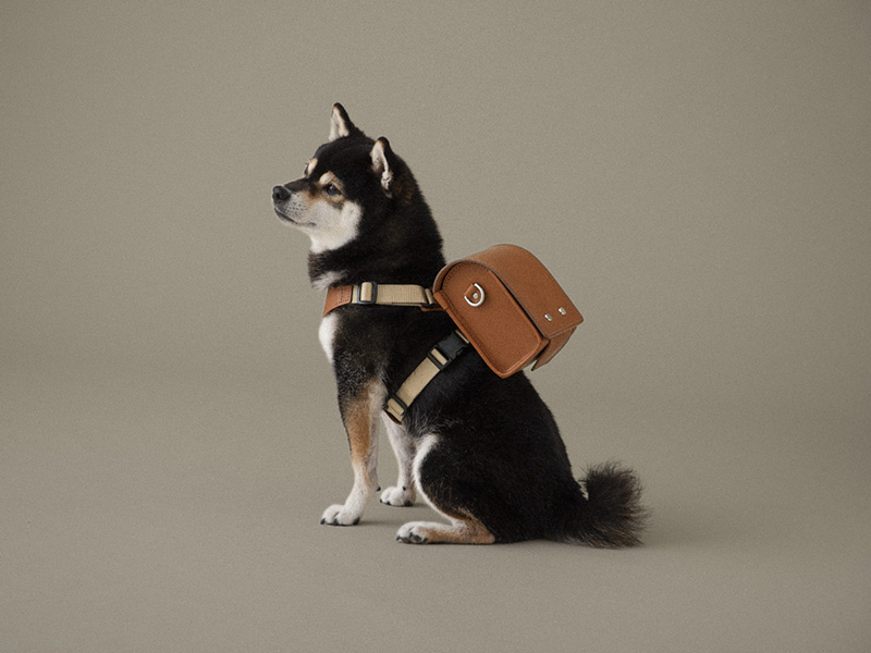 土屋鞄製造所が犬用のランドセルを発売、特徴は？（1/2 ページ