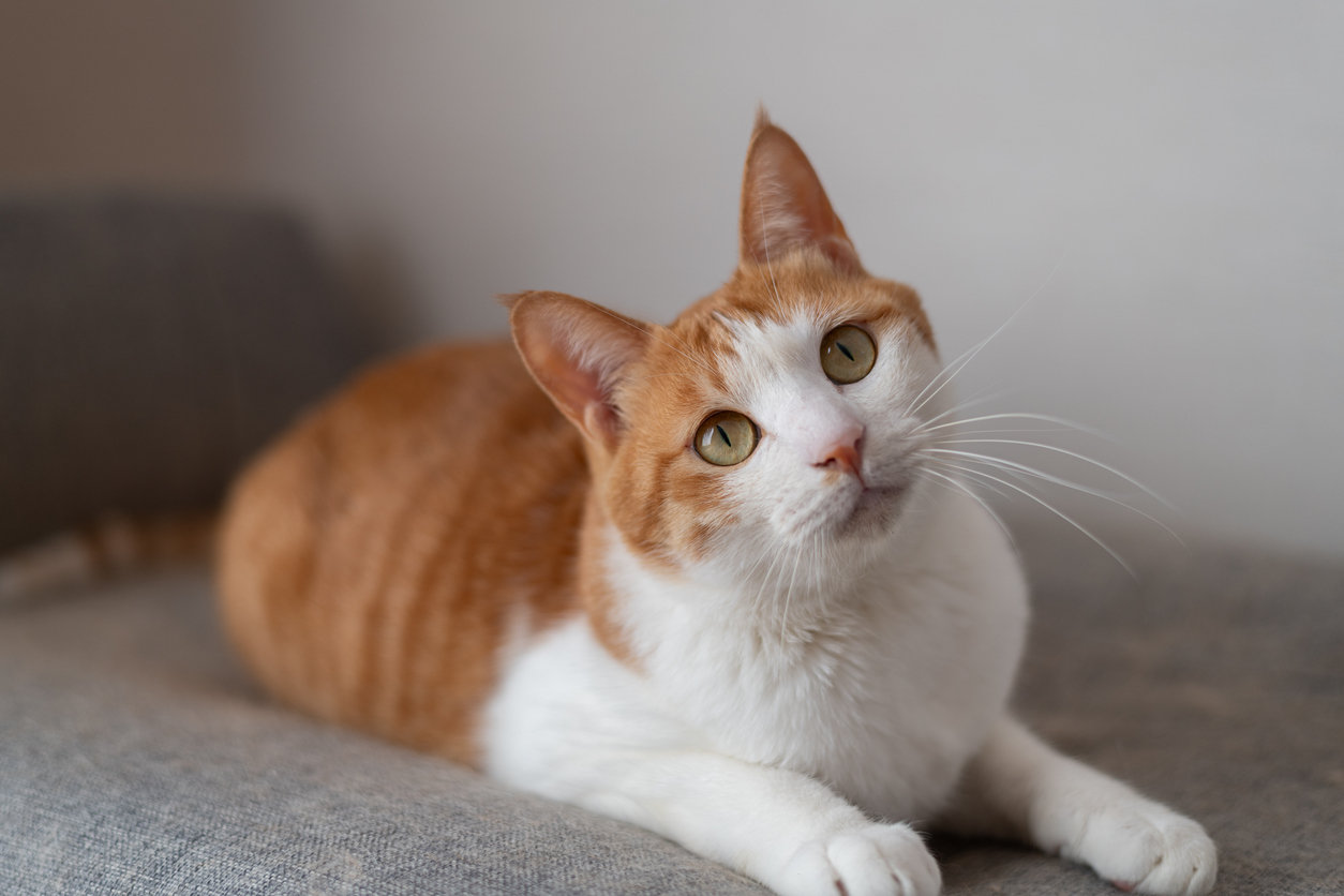 セブン、「にゃんこ仕様」のパン・スイーツなど23種発売 「ネコの日