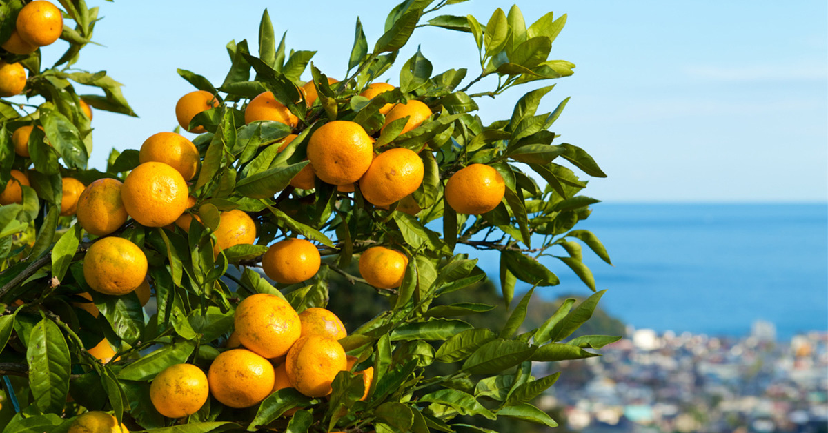 なぜ今、企業は愛媛を選ぶのか　地域課題の解決とビジネス成長を両立させる「デジタル実装フィールド」とは