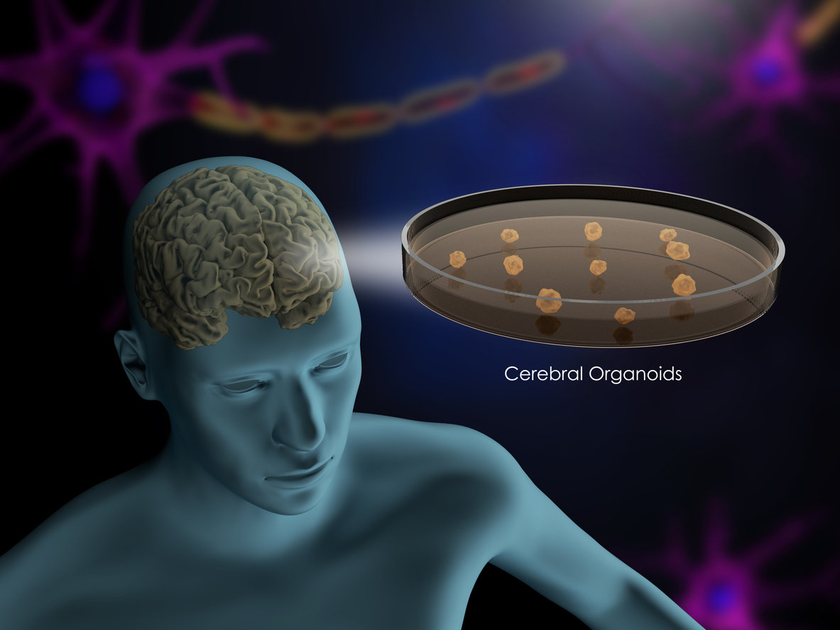 Cortical Labs unveils CL1 biological computer running DOOM on human brain cells