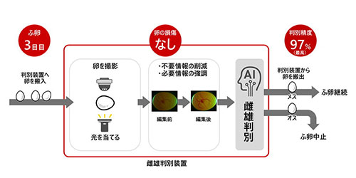 AI���g���̒i�K�h�Ńj���g���̎��Y�𔻕ʁA�I�X�̃q���R��������ց@�����P��