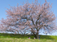 今日から始めるデジカメ撮影術：第126回　桜の花と色合いの関係