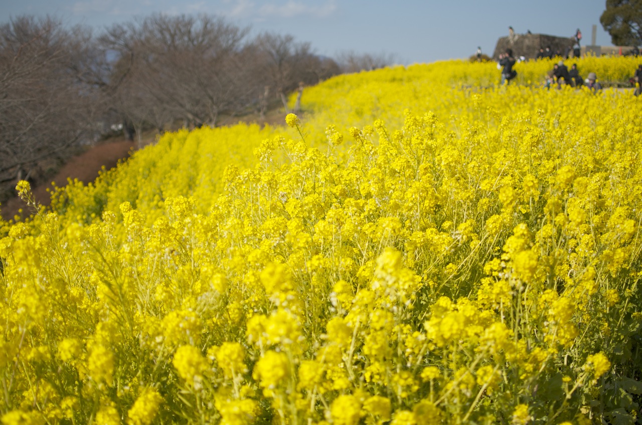 第137回 早春の花とメジロの関係 今日から始めるデジカメ撮影術 1 3 ページ Itmedia News