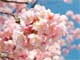 今日から始めるデジカメ撮影術：第138回　桜の花と撮り方の関係