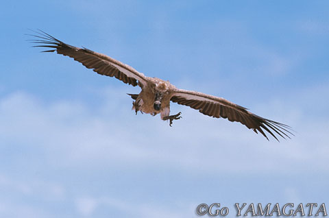 ハゲワシという鳥の存在意義 山形豪 自然写真撮影紀 Itmedia News