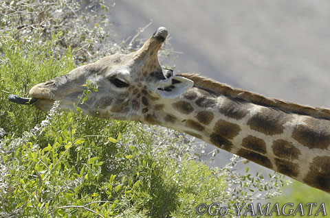 キリンという不思議な動物 山形豪 自然写真撮影紀 Itmedia News