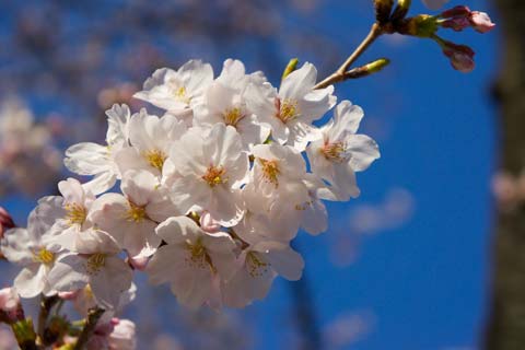 第150回 桜と天気と背景の関係 今日から始めるデジカメ撮影術 1 3 ページ Itmedia News