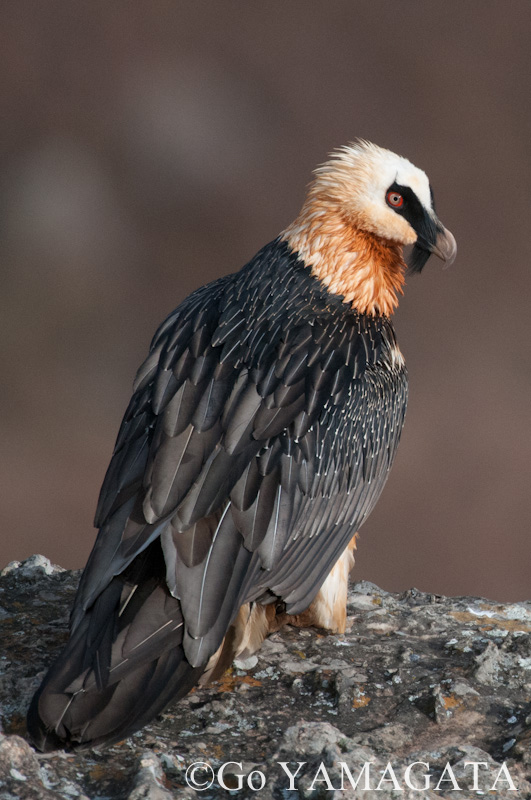 南アフリカで骨を主食とする鳥 ヒゲワシを撮る 山形豪 自然写真撮影紀 Itmedia News