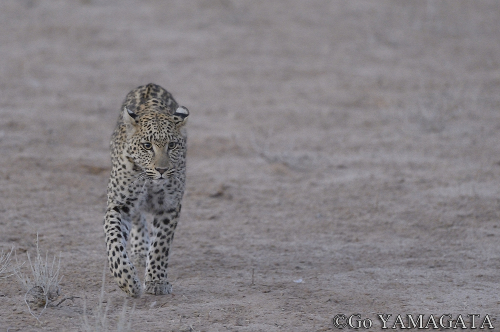 ☆朝までセール☆Nikon D4 現状品(撮影出来ます(≧∀≦)) 価格.com