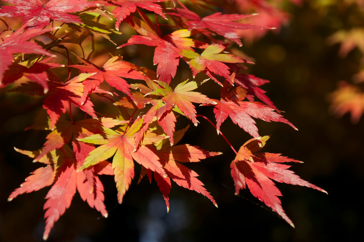 第170回 自分らしい紅葉写真と一工夫の関係 今日から始めるデジカメ撮影術 1 3 ページ Itmedia News