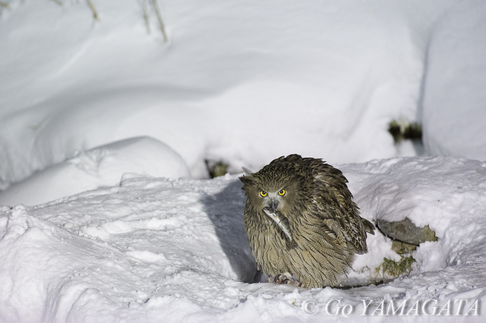 日本の野生動物を撮り 日本の自然美を再認識する 山形豪 自然写真撮影紀 Itmedia News