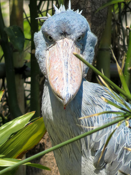 第175回 動物園で写真に夢中になる撮り方とそのコツの関係 今日から始めるデジカメ撮影術 1 3 ページ Itmedia News