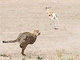 カラハリ砂漠でチーターの狩りを狙う