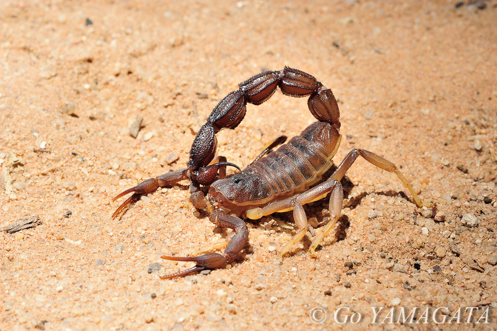 アフリカの毒を持つ生き物たち 山形豪 自然写真撮影紀 Itmedia News