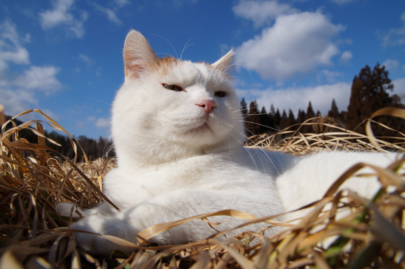 ねこ休み展 冬 16 写真展 猫の日 特別版 Itmedia News