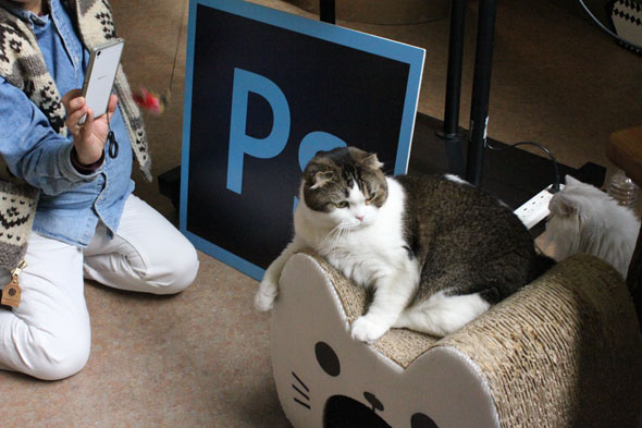 Adobe Photoshop Mix 猫の日