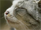 猫好き大注目！　世界的動物写真家が贈る『ネコぼけシリーズ』が電子書籍化