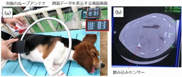 飲む体温計 の動物適用実験に成功 胃酸発電で動作 睡眠中に測定 Ee Times Japan