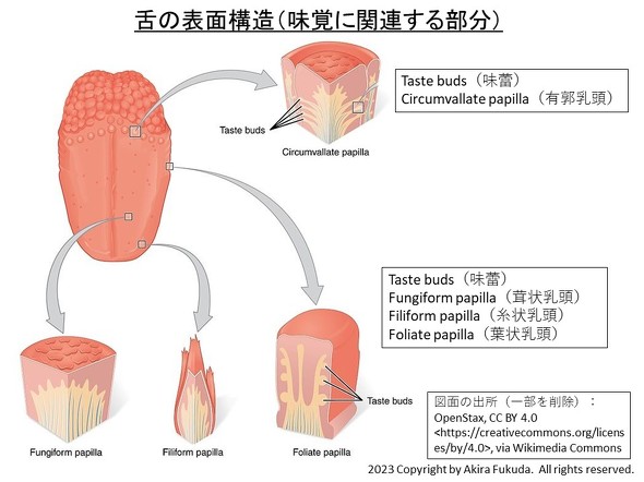 舌の表面構造（味覚に関する部分）