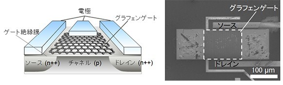 富士通研究所が開発したグラフェンガスセンサーの構造（左）と試作品（グラフェンFET）の電子顕微鏡観察像（右）