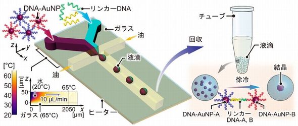 �M����^�t�H�}�C�N�����̃V�X�e���ɂ��DNA-AuNP���i�q�̍쐻