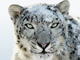 「Snow Leopard」にマルウェア対策機能が搭載か