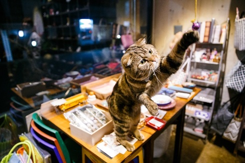 生まれ変わったら看板猫になる タイムアウト東京のオススメ Itmedia エグゼクティブ